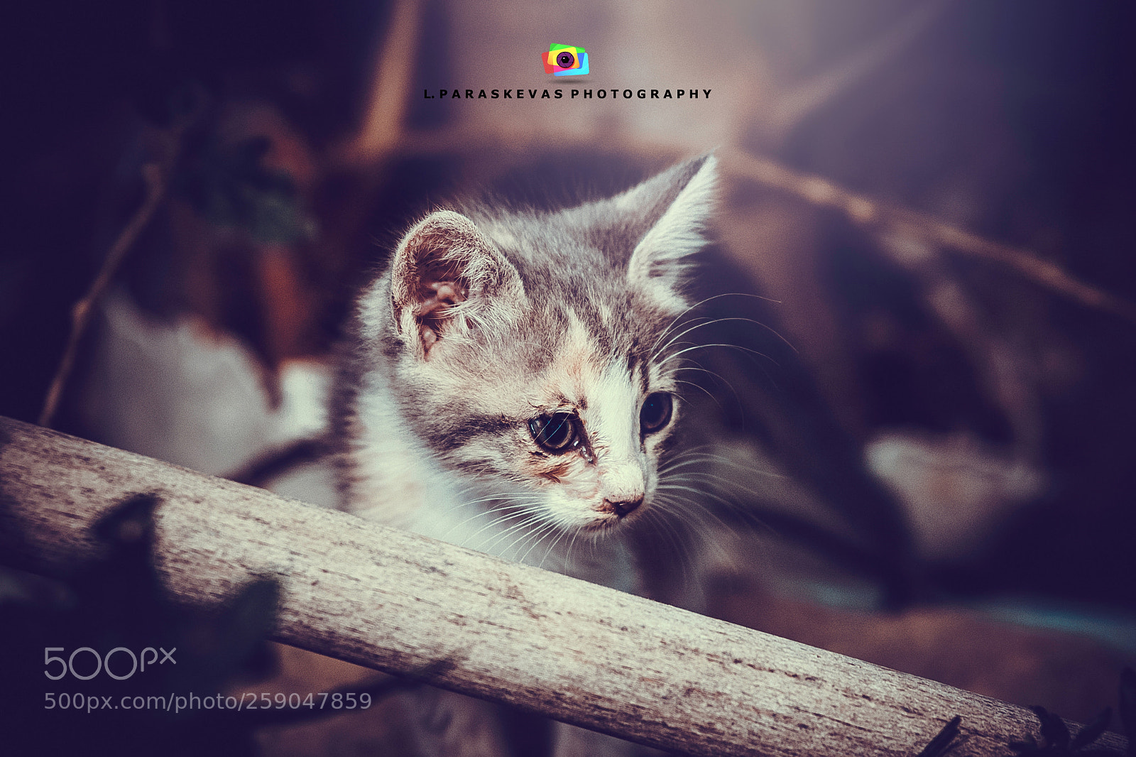 Nikon D750 sample photo. Baby cat photography