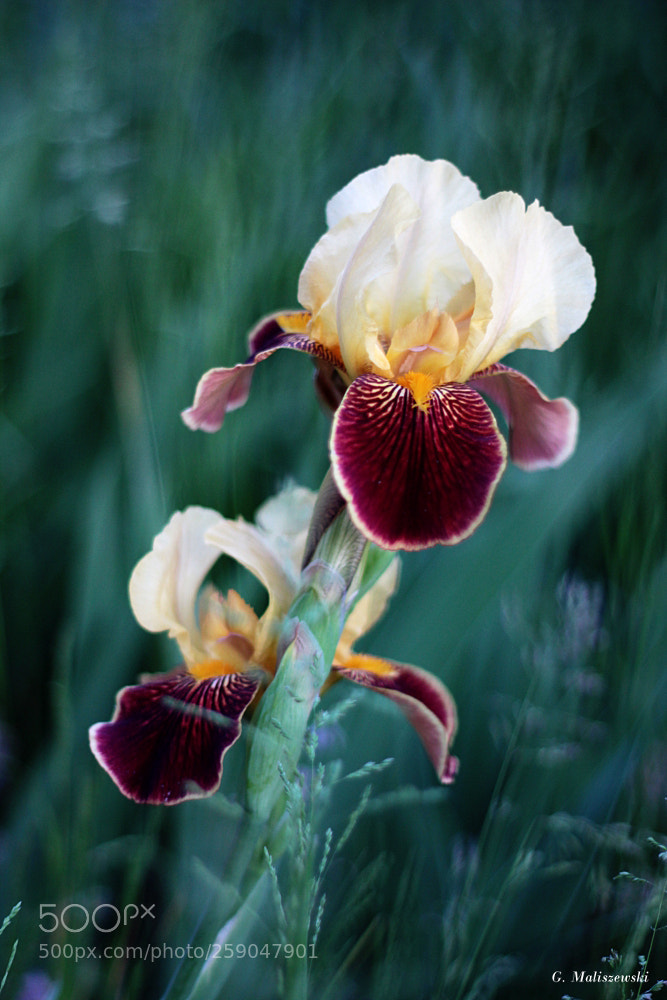 Canon EOS 60D + Canon EF 50mm F1.8 II sample photo. The flower in the photography