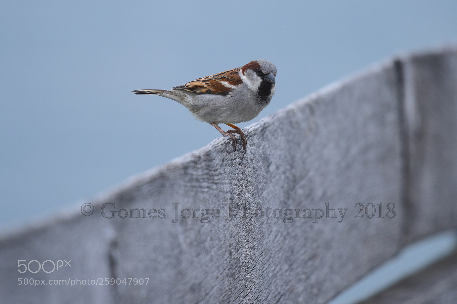 Nikon D810 sample photo. Birds of all seasons photography