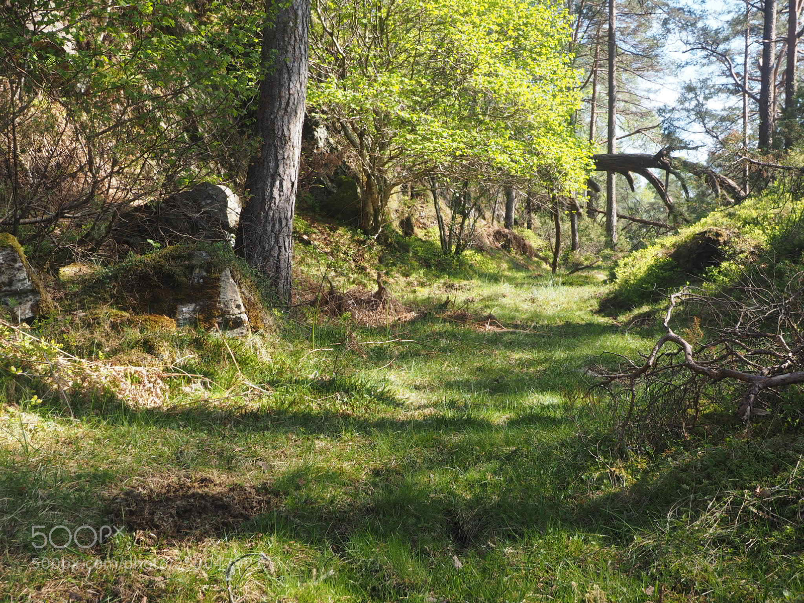 Olympus OM-D E-M1 sample photo. Forest path photography