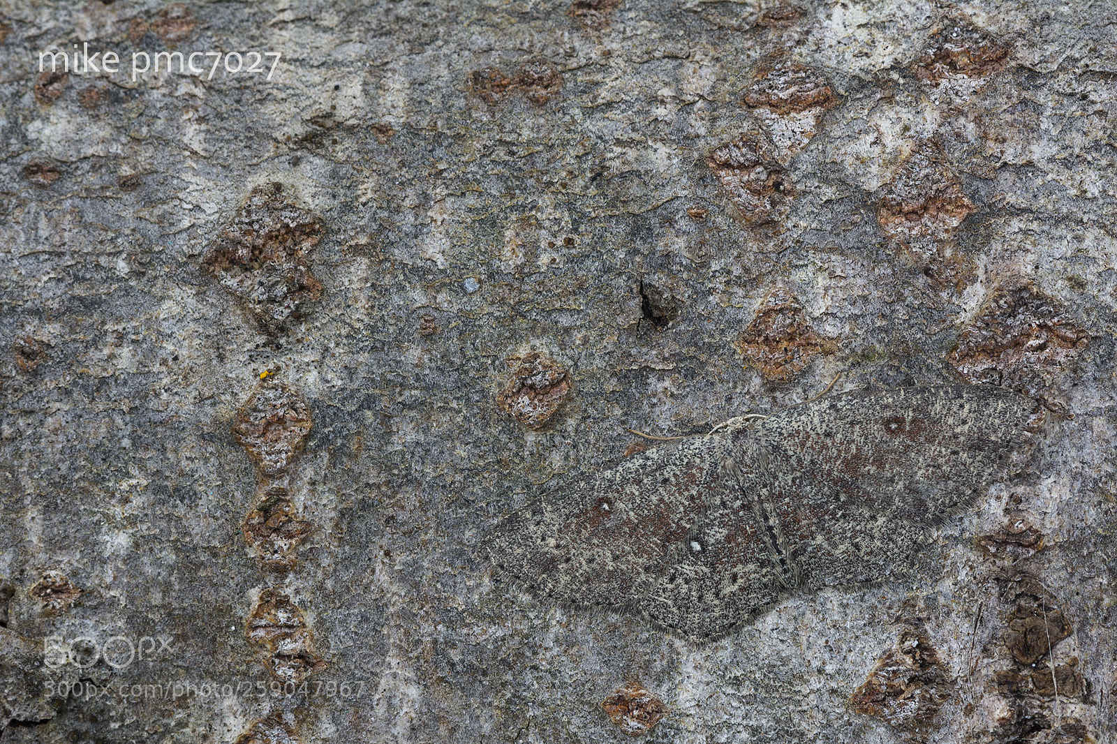 Nikon D7100 sample photo. Find a moth! photography