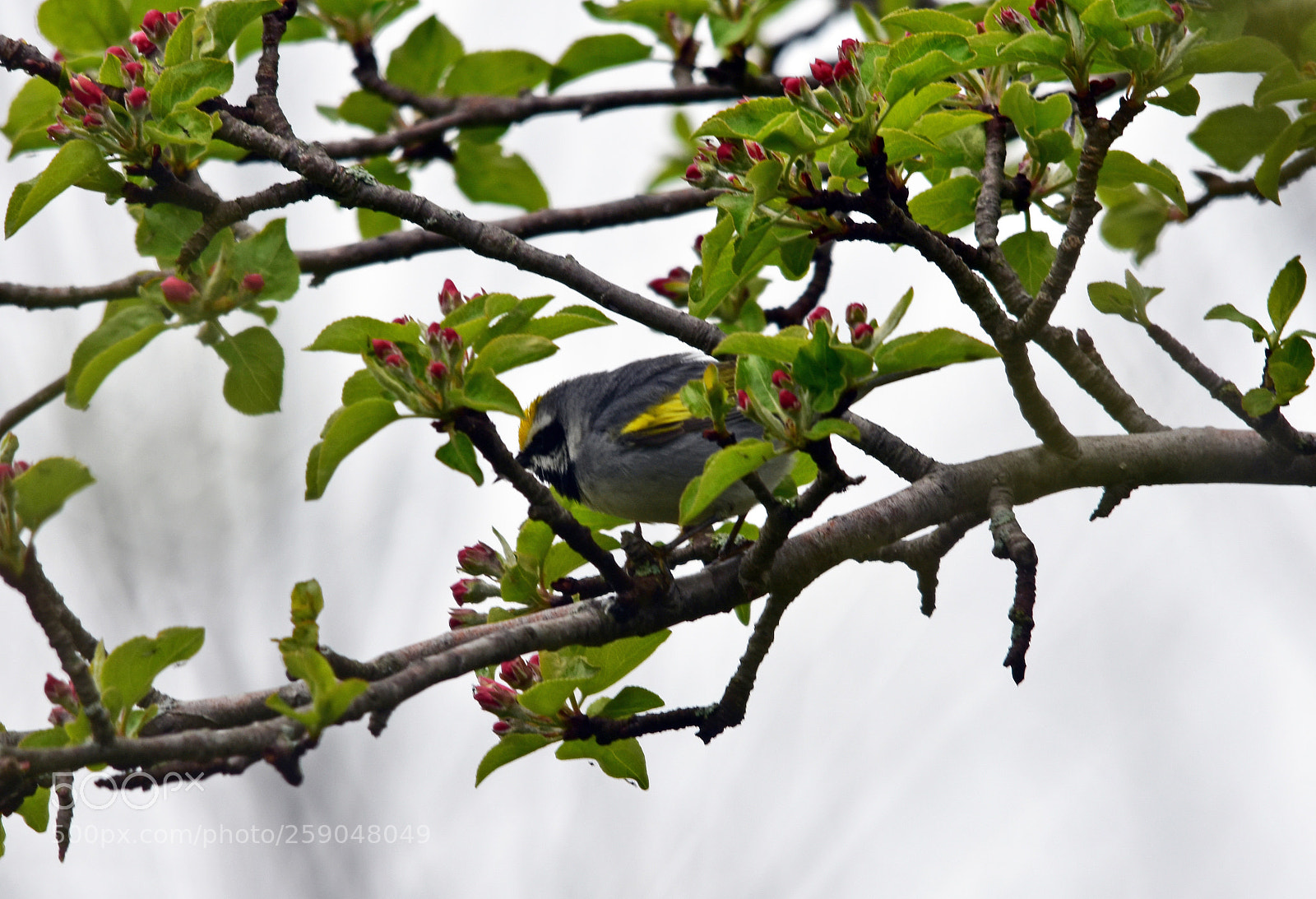 Nikon D7200 sample photo. “golden winged warbler” photography