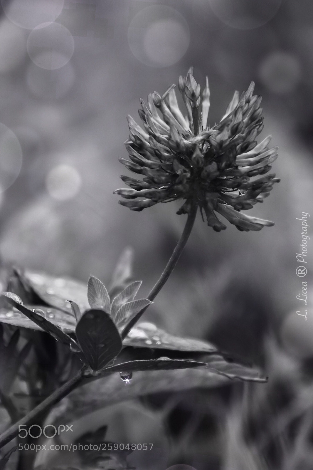 Canon EOS 6D Mark II sample photo. Untitled photography