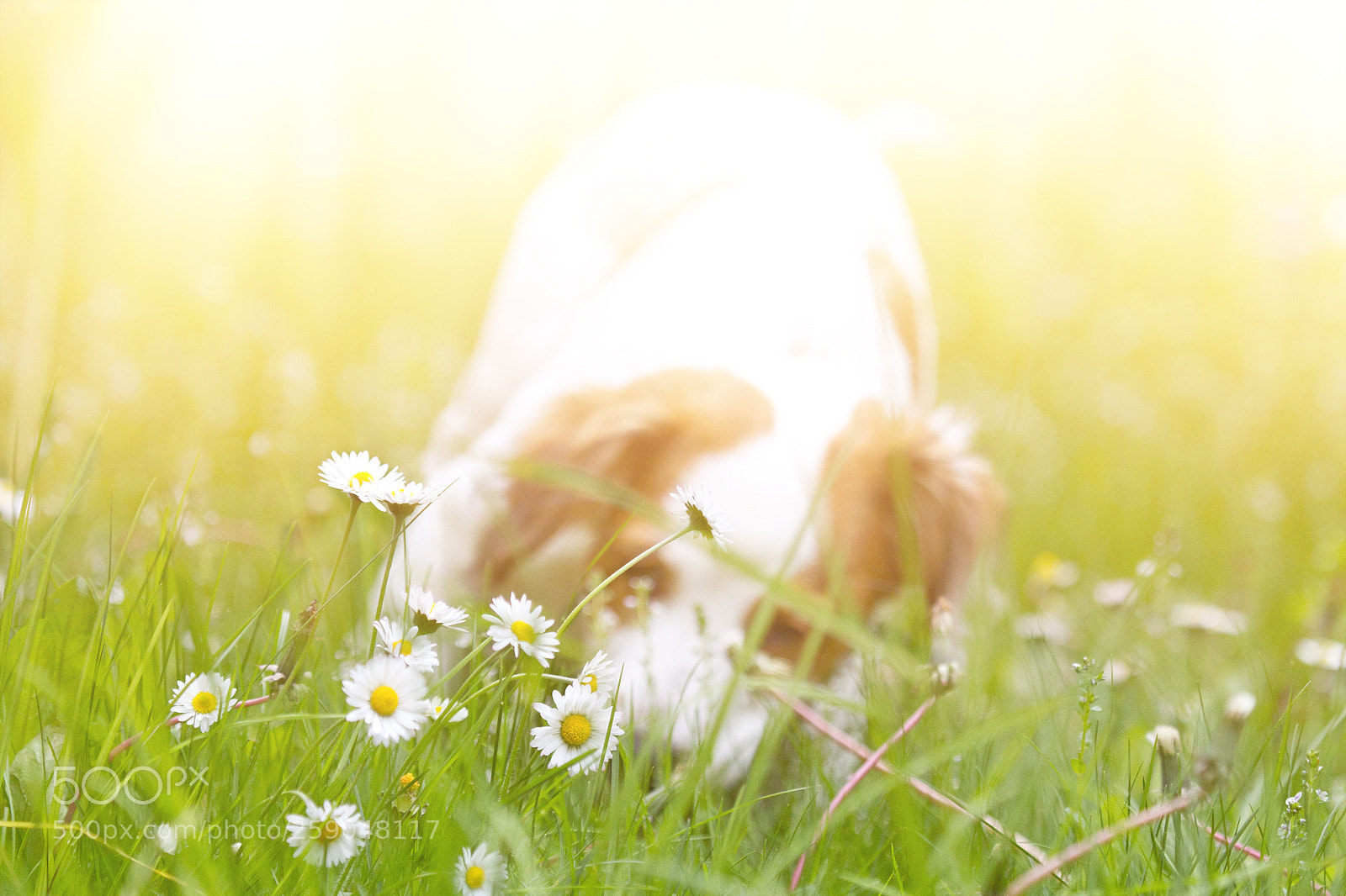 Canon EOS 7D sample photo. Kooikerhondje photography