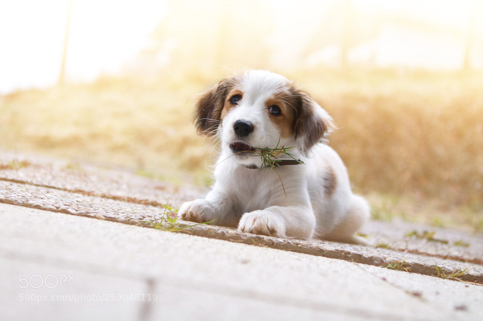 Canon EOS 7D sample photo. Kooikerhondje photography
