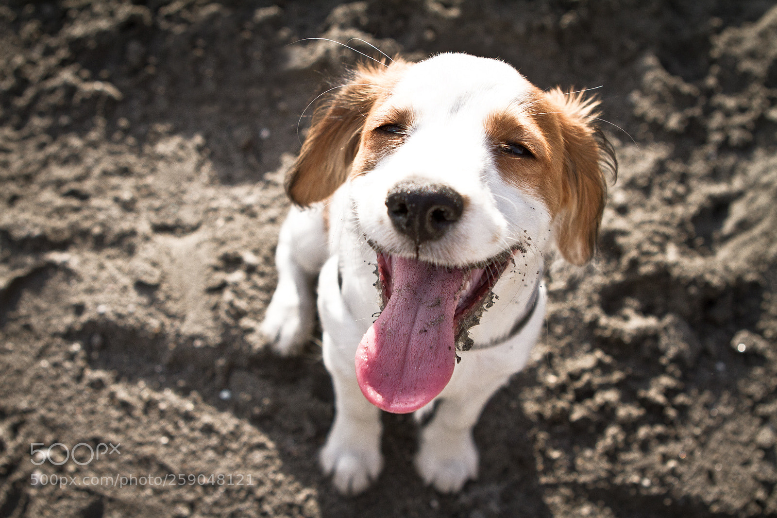 Canon EOS 7D sample photo. Kooikerhondje photography