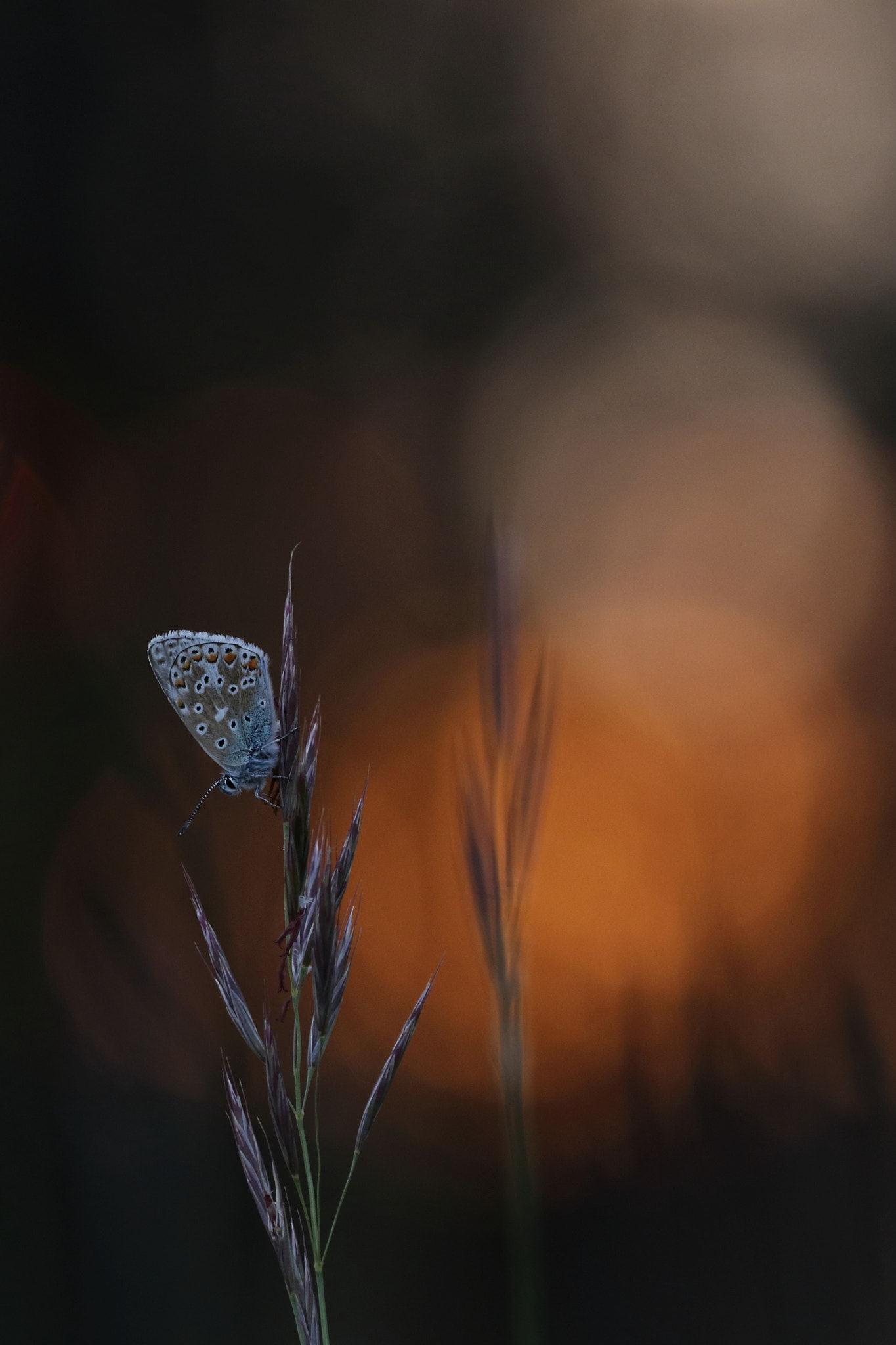 Canon EOS 80D sample photo. Abends auf der wiese photography