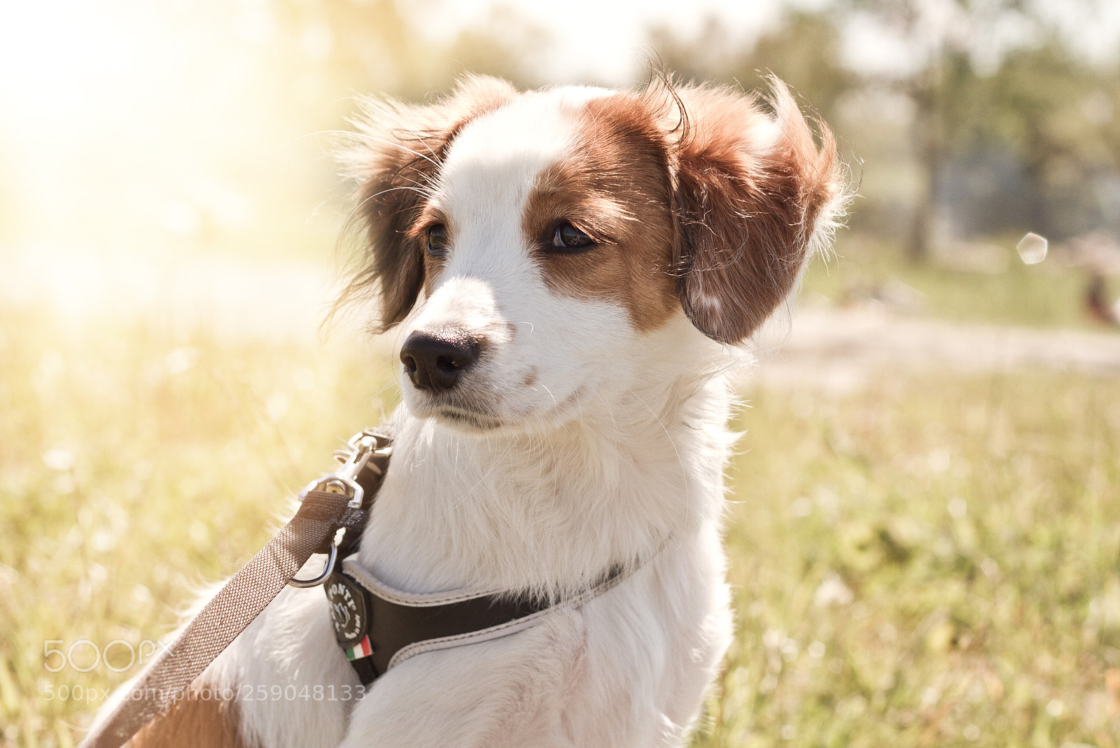 Canon EOS 7D sample photo. Kooikerhondje photography