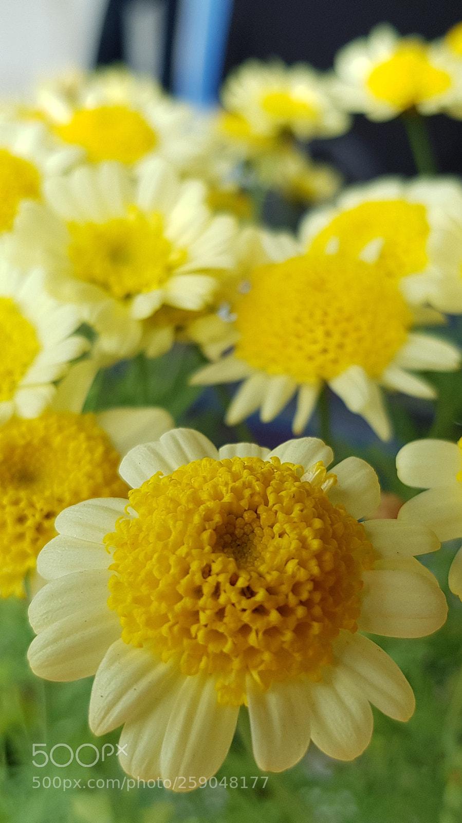 Samsung Galaxy S8 sample photo. Yellow photography