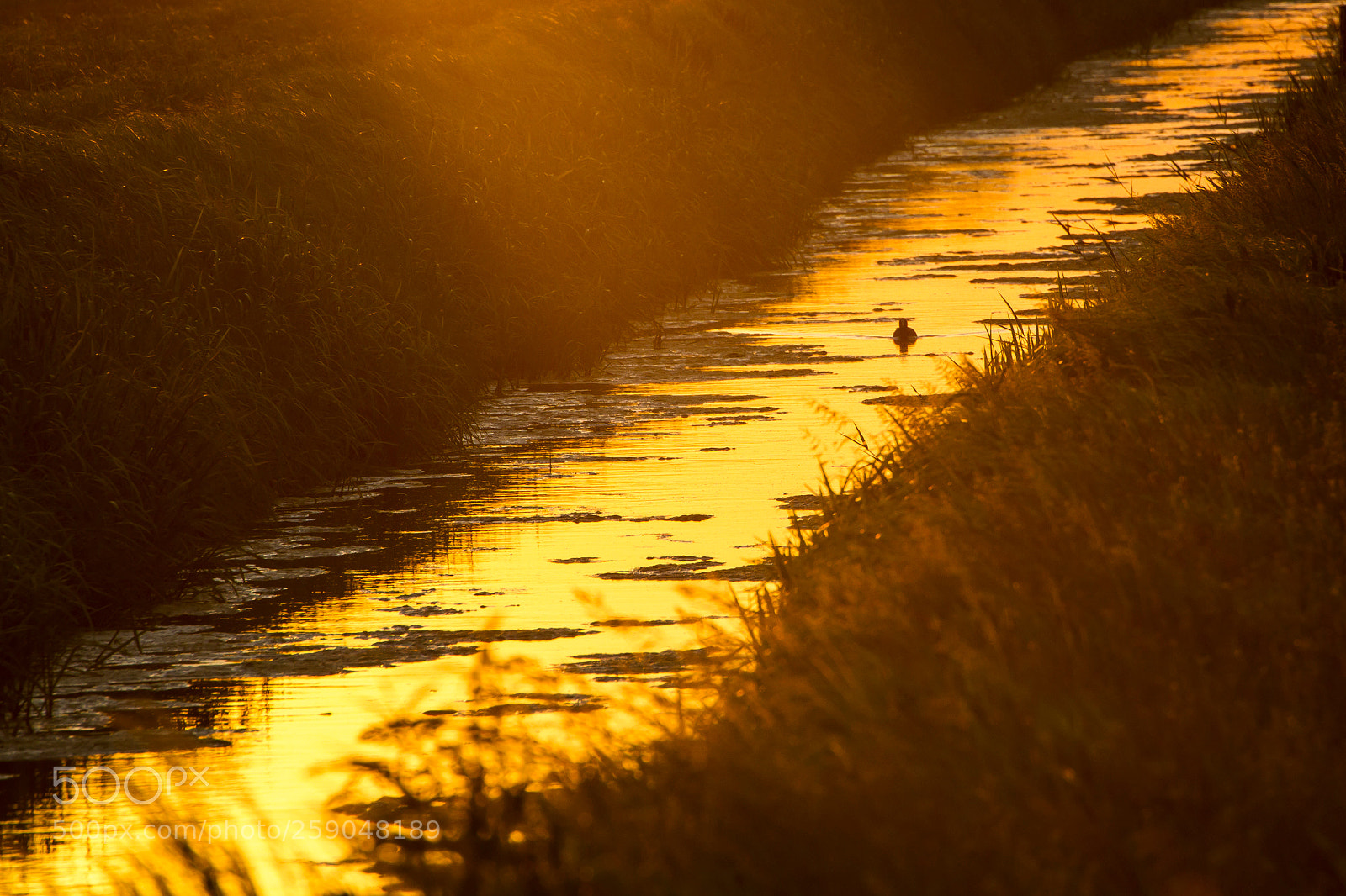 Canon EOS 7D sample photo. Golden hour and one photography