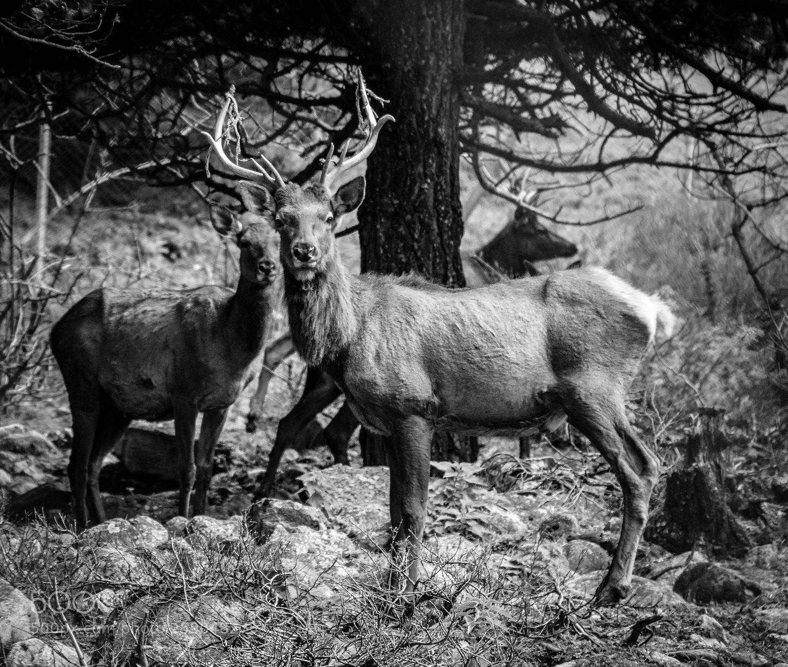 Sony a6000 sample photo. Mountain deer photography