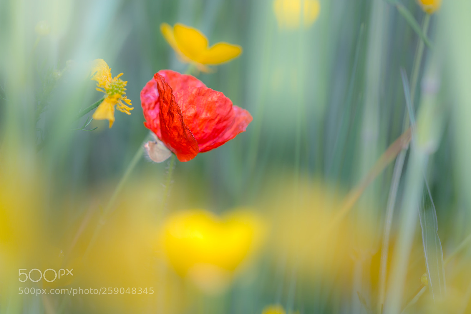 Nikon D800 sample photo. Red beauty photography