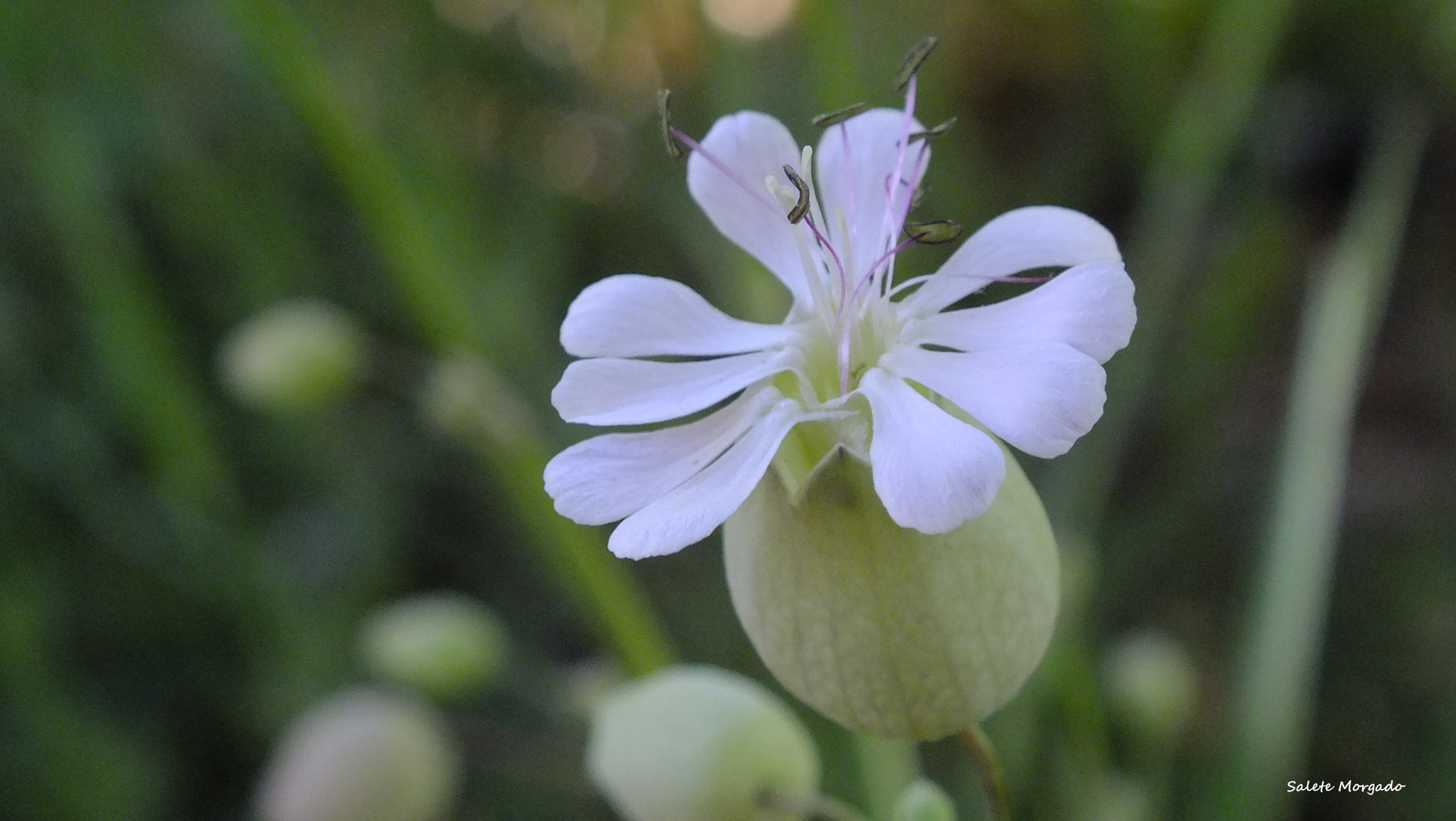 Fujifilm FinePix HS30EXR sample photo. Silene vulgaris photography