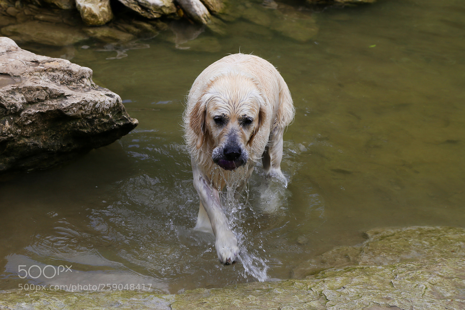 Canon EOS 6D sample photo. Pup action shot photography