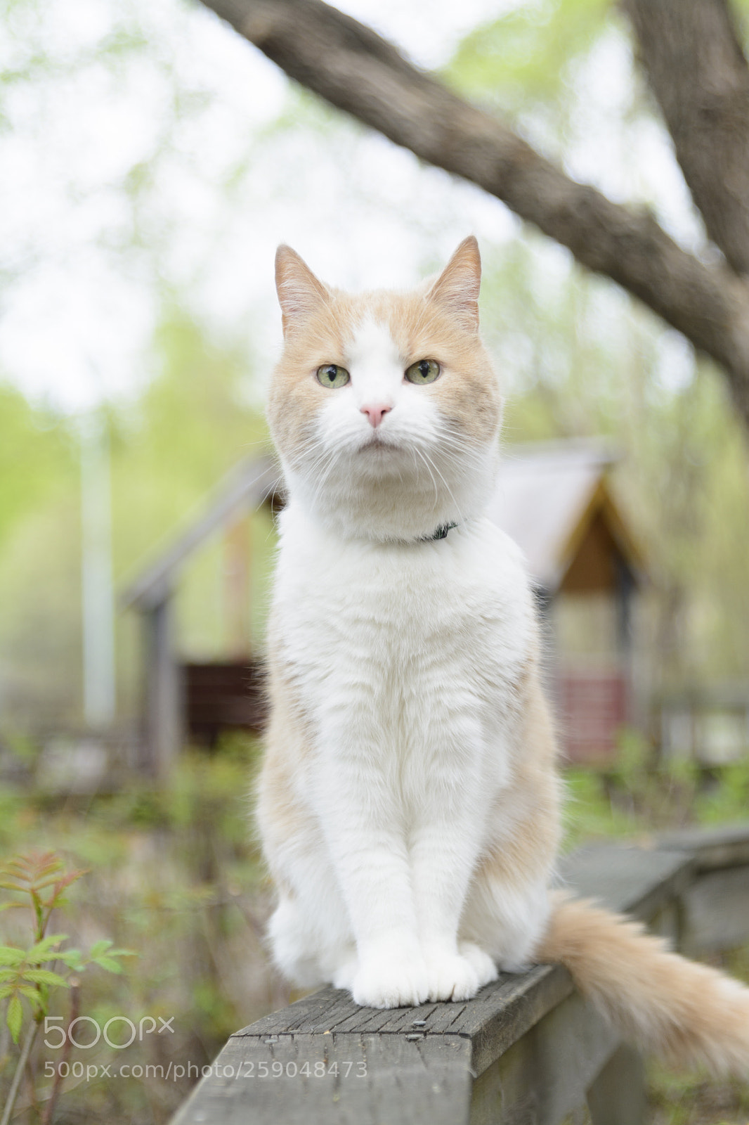 Nikon D7100 sample photo. Beautiful cat in the photography