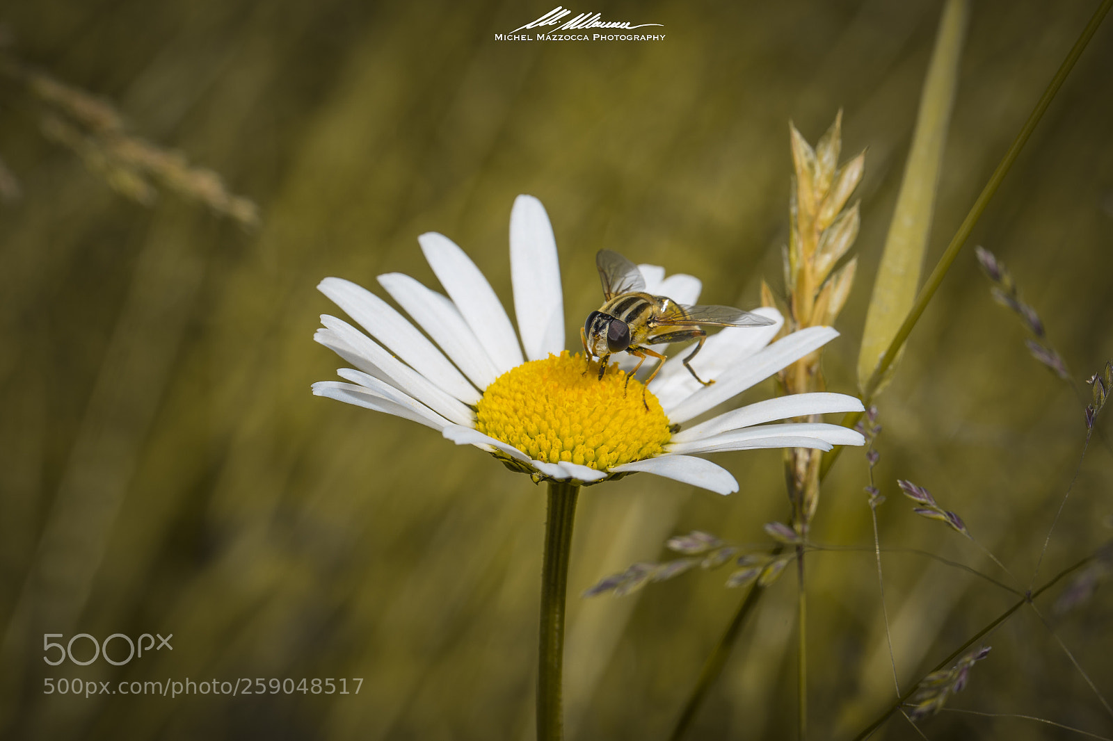 Canon EOS 5D Mark IV sample photo. Untitled photography