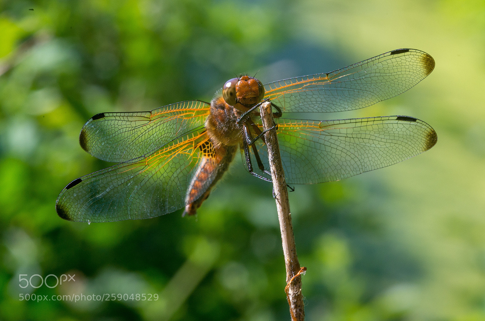 Nikon D610 sample photo. Dragonfly photography