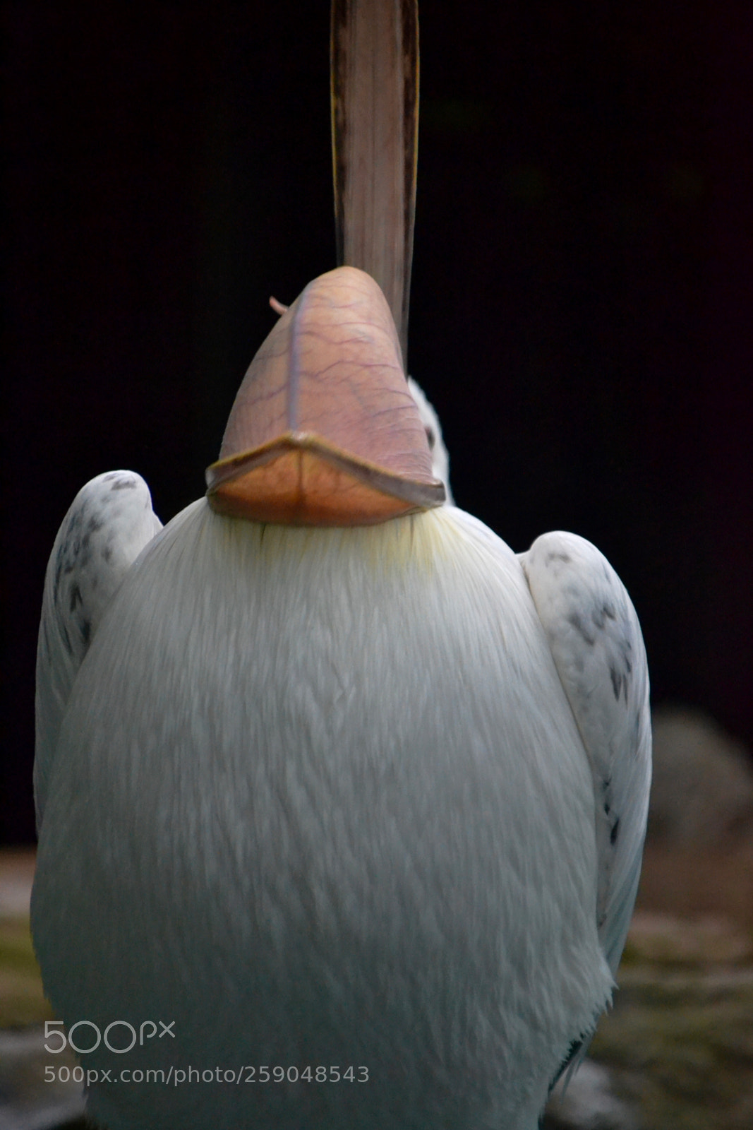 Nikon D3100 sample photo. Pelican turning pouch inside photography