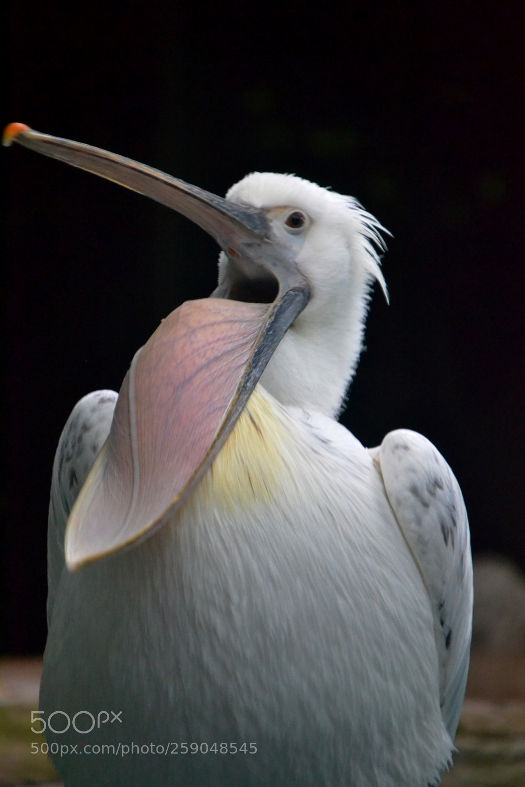 Nikon D3100 sample photo. Pelican turning pouch inside photography