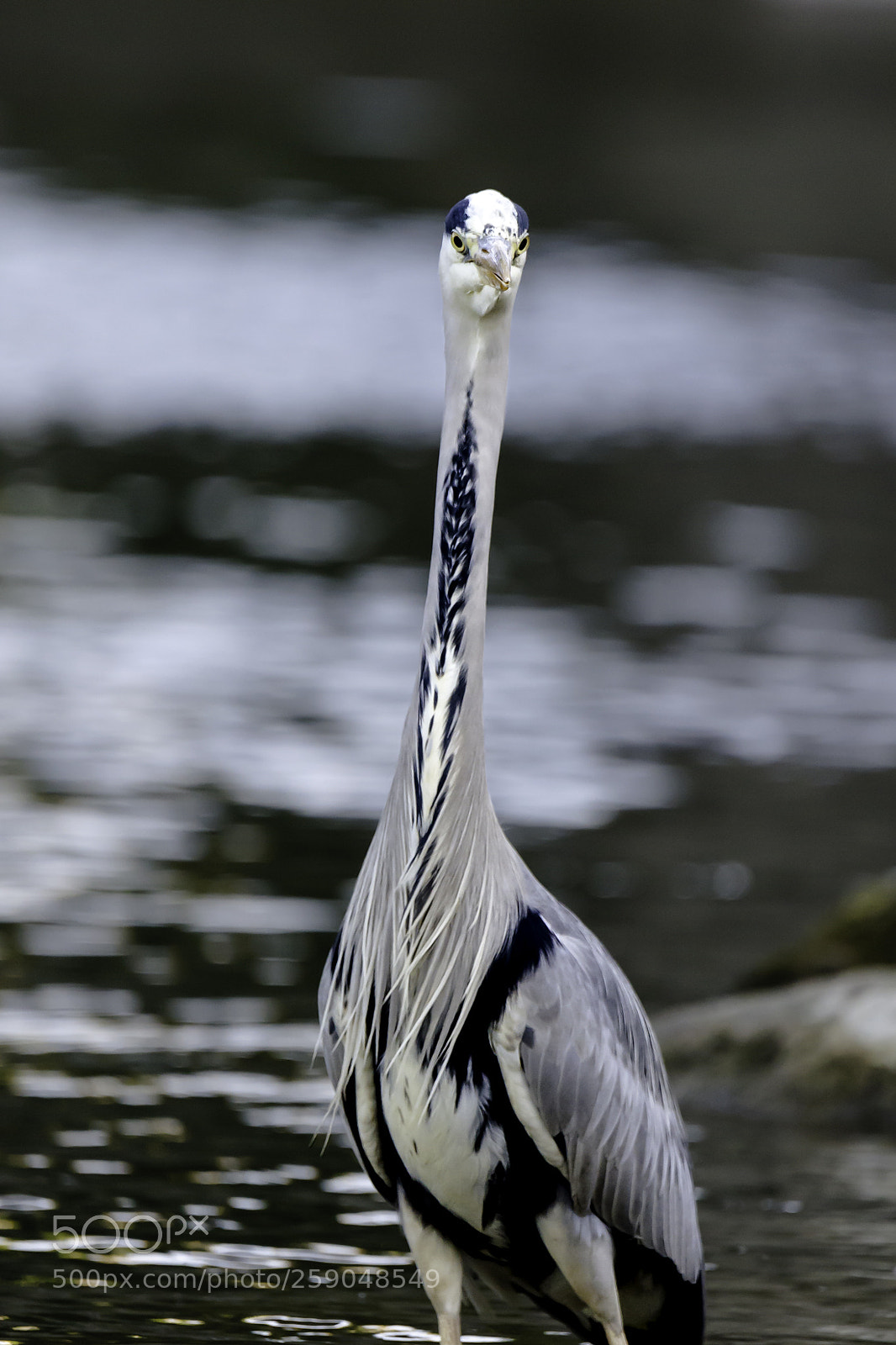 Nikon D610 sample photo. Qu'est-ce qui se passe ? photography