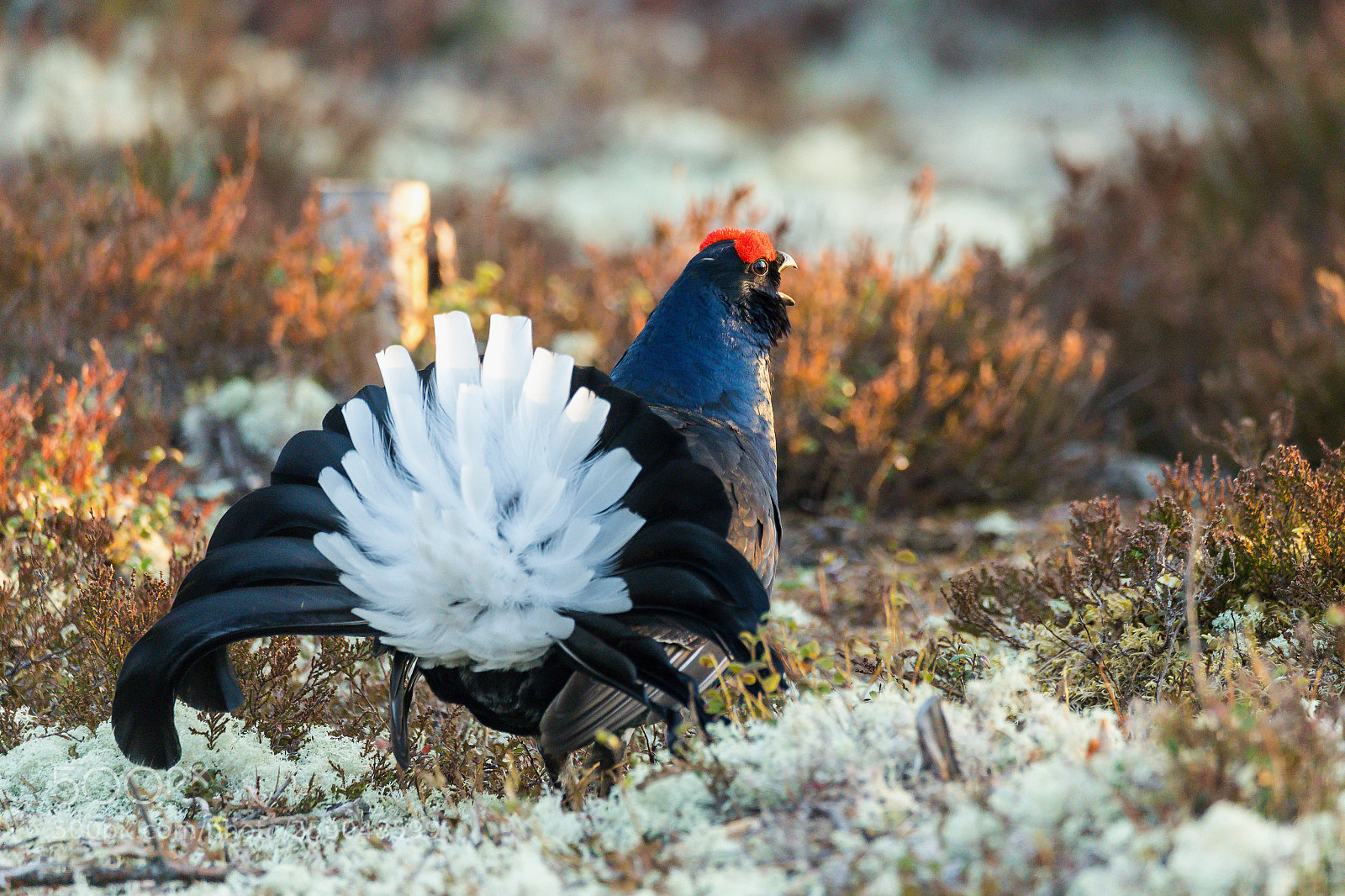 Canon EOS 6D Mark II sample photo. Birkhahnbalz in dalarna photography