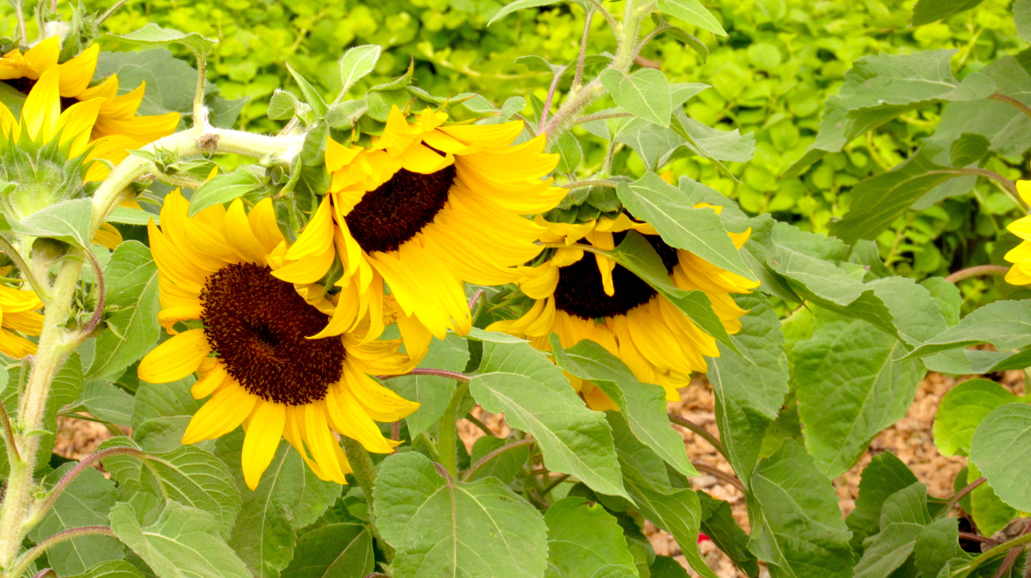 Canon PowerShot SX520 HS sample photo. Girasoles photography