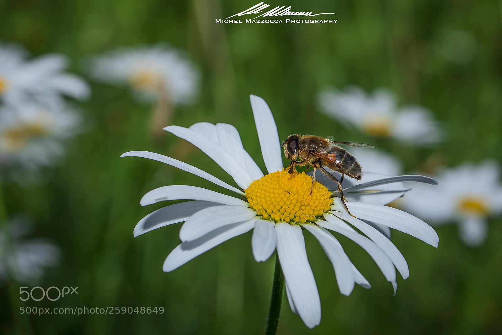 Canon EOS 5D Mark IV sample photo. Untitled photography