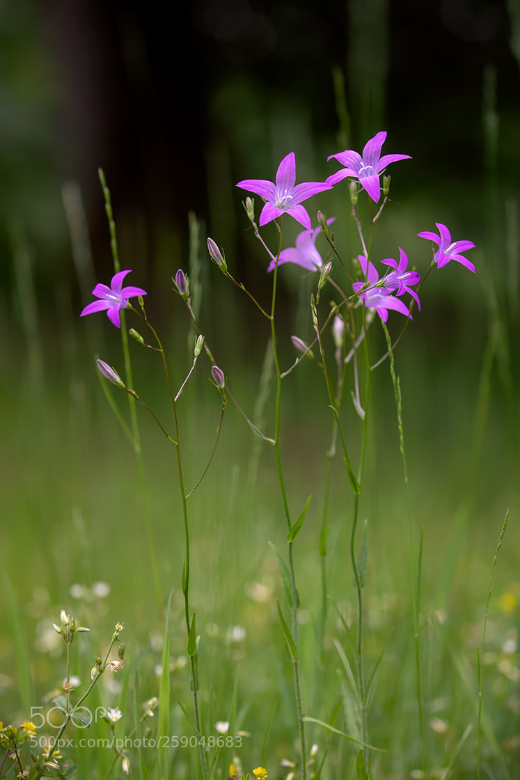 Canon EOS 5D Mark IV sample photo. Bellflower photography
