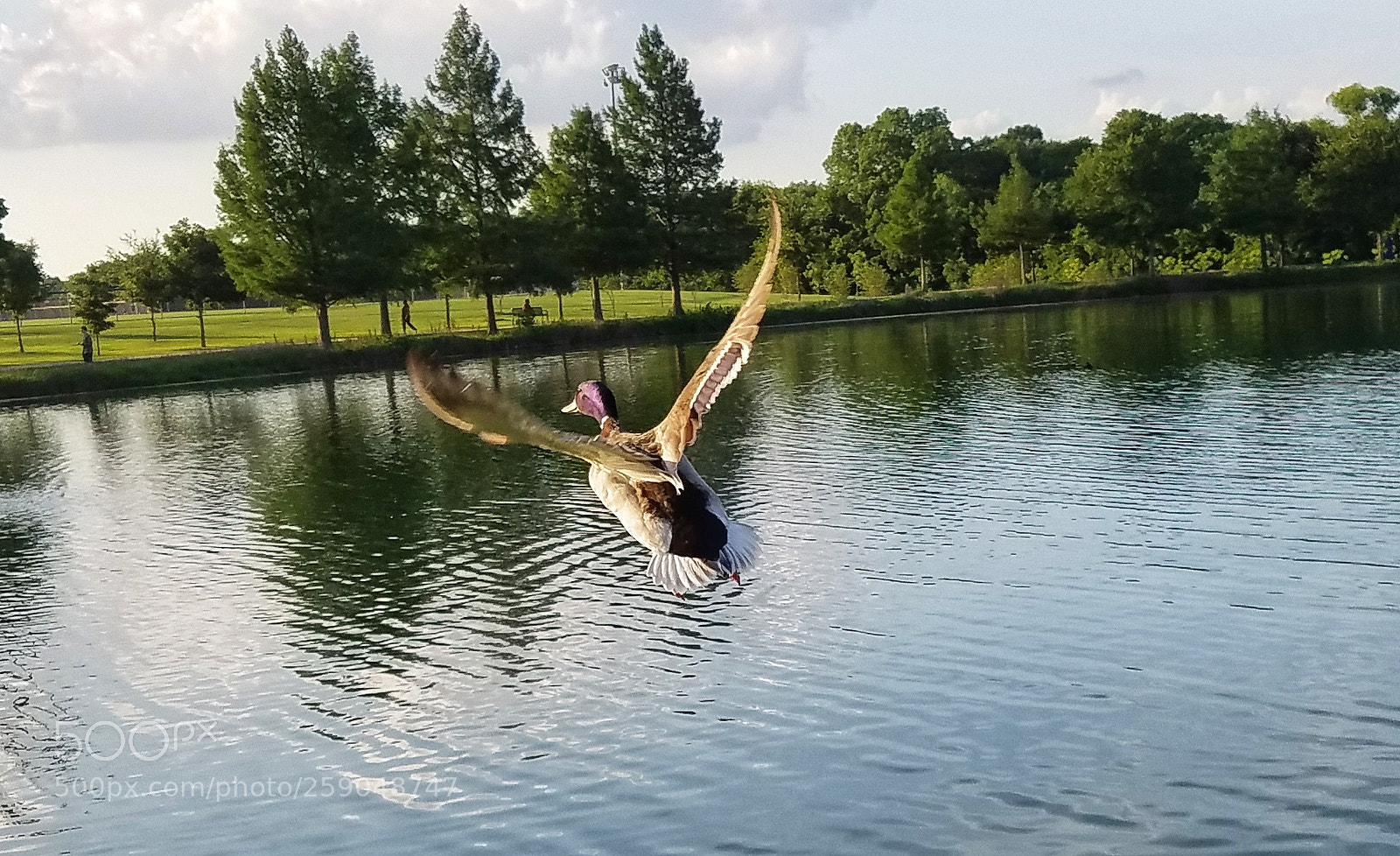 Samsung Galaxy S7 Edge sample photo. Flying duck photography