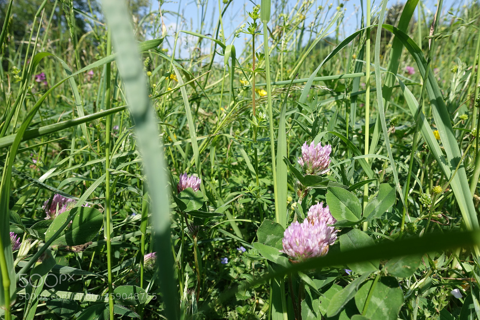 Sony Cyber-shot DSC-RX100 III sample photo. Dsc photography