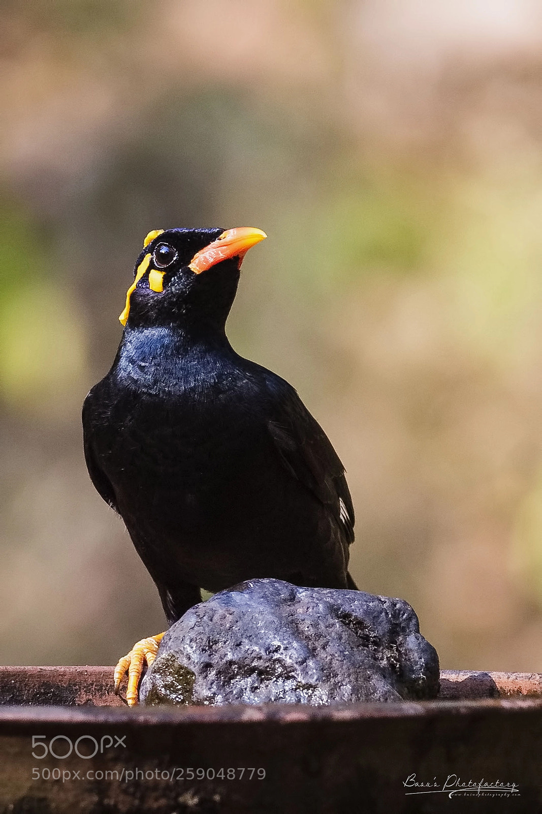 Nikon D810 sample photo. Southern hill myna photography