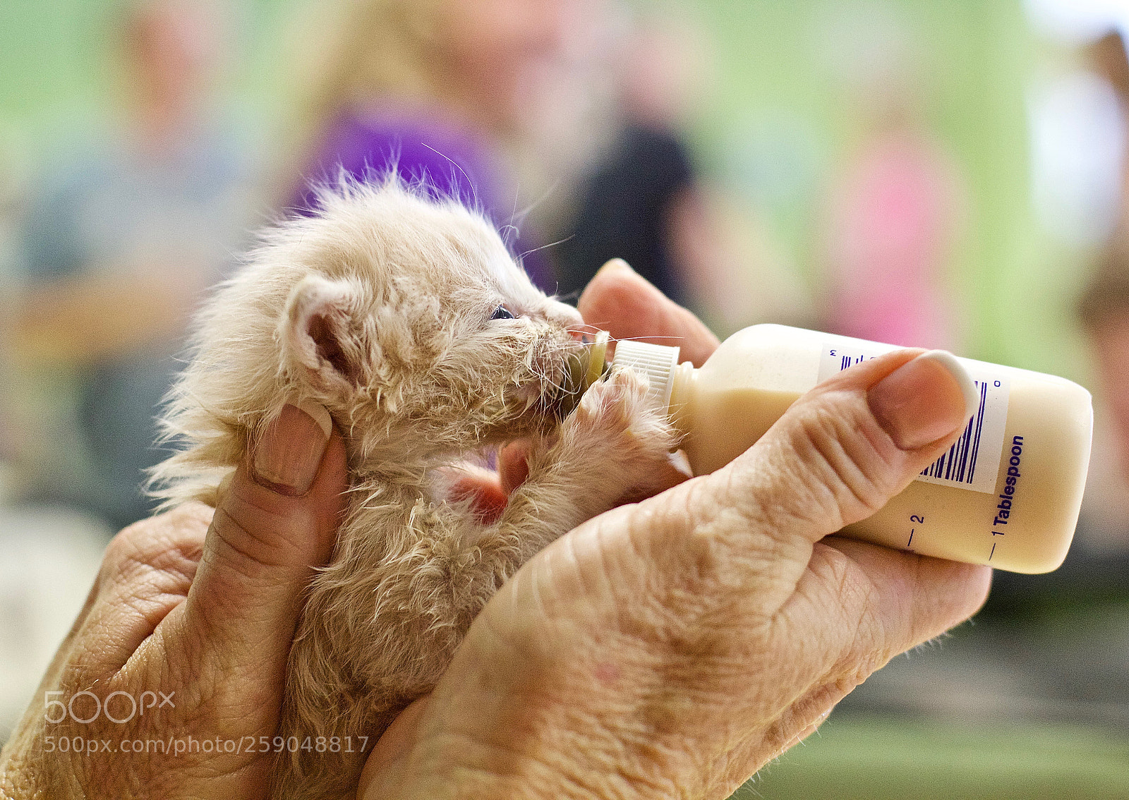 Canon EOS 600D (Rebel EOS T3i / EOS Kiss X5) sample photo. Bottle-feeding hungry kitten photography