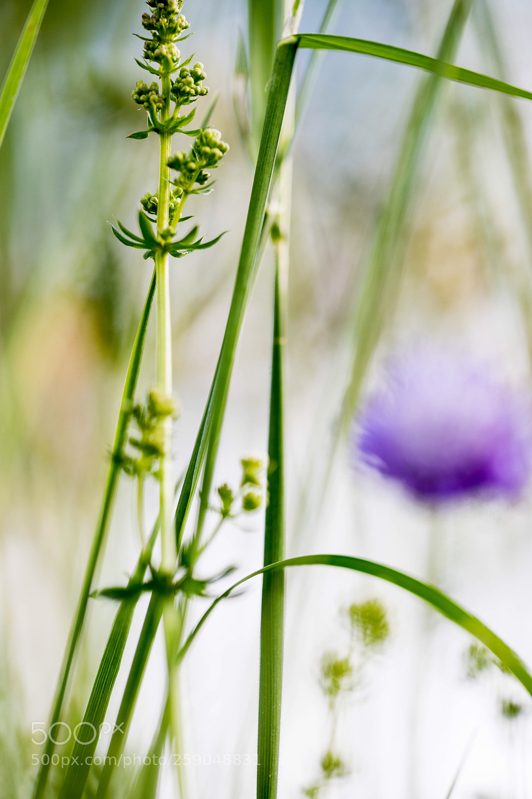 Canon EOS 6D Mark II sample photo. Spring ii photography