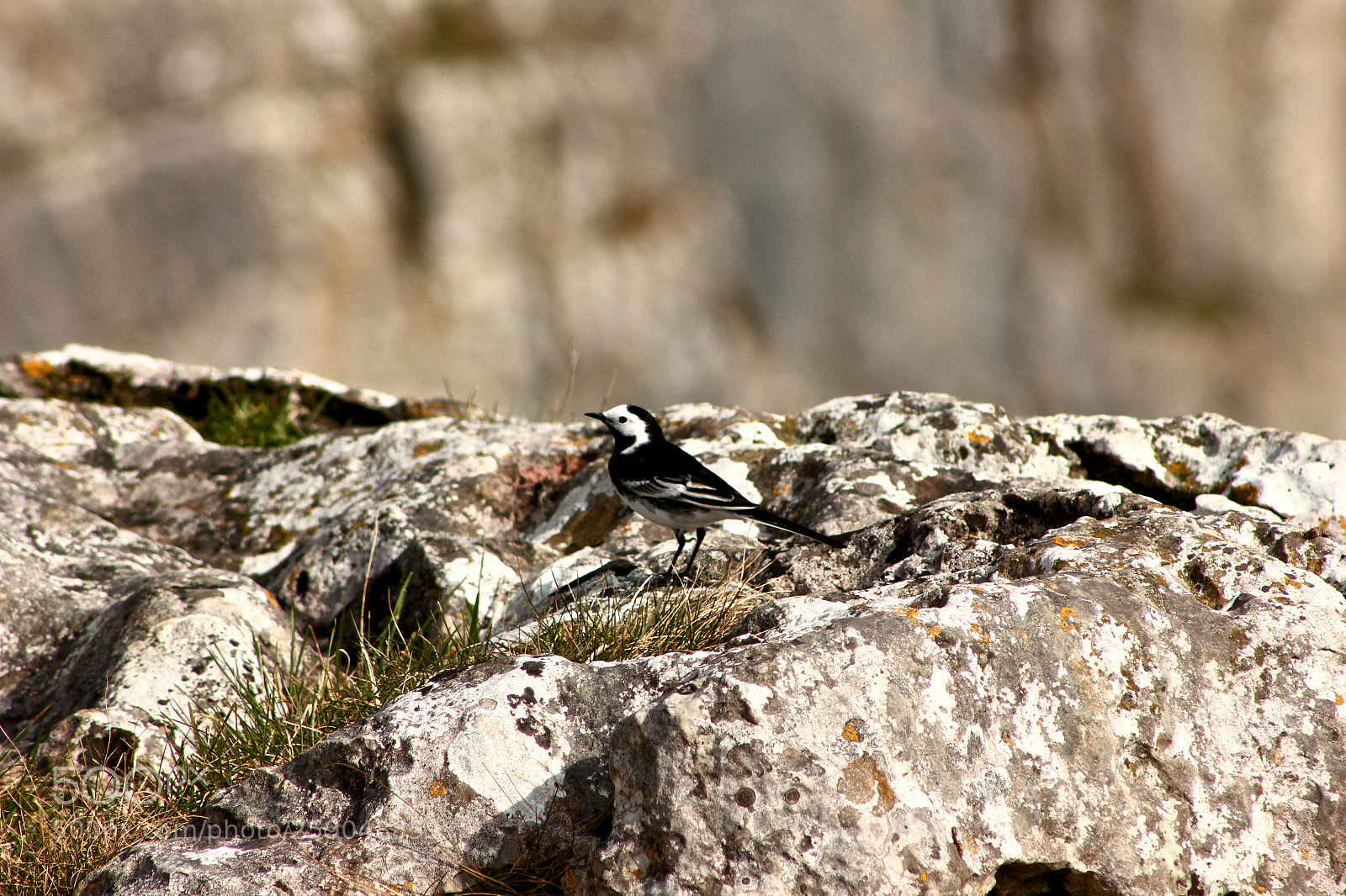 Canon EOS 550D (EOS Rebel T2i / EOS Kiss X4) sample photo. Hiding in the rocks photography