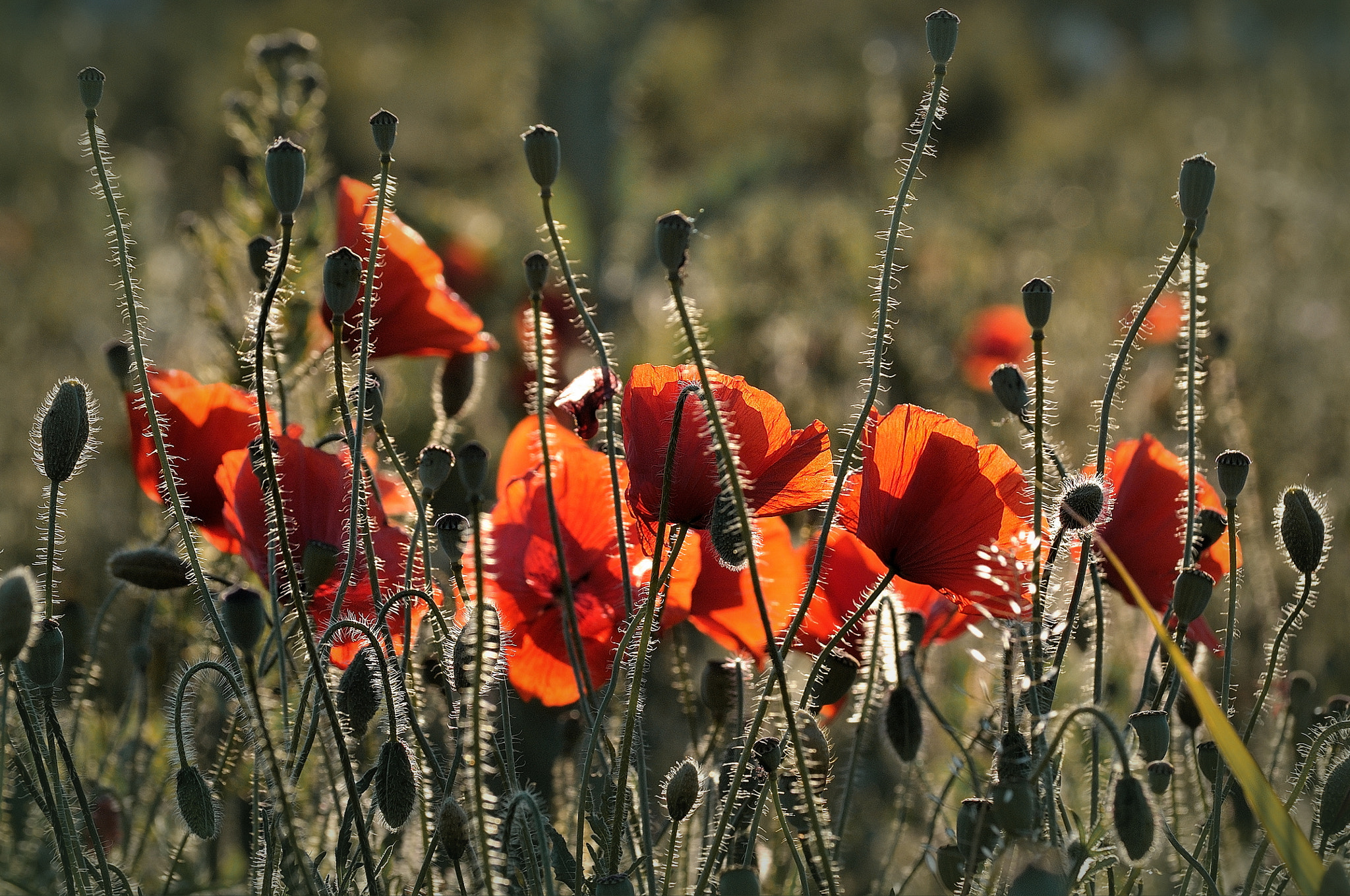 Nikon D5000 sample photo. Spring poppies photography