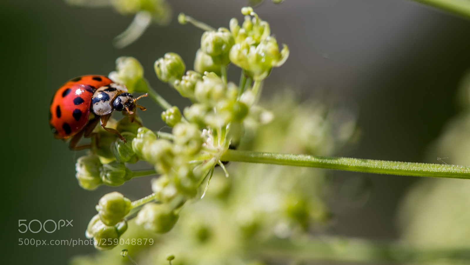 Canon EOS 5D Mark IV sample photo. Ladybug photography