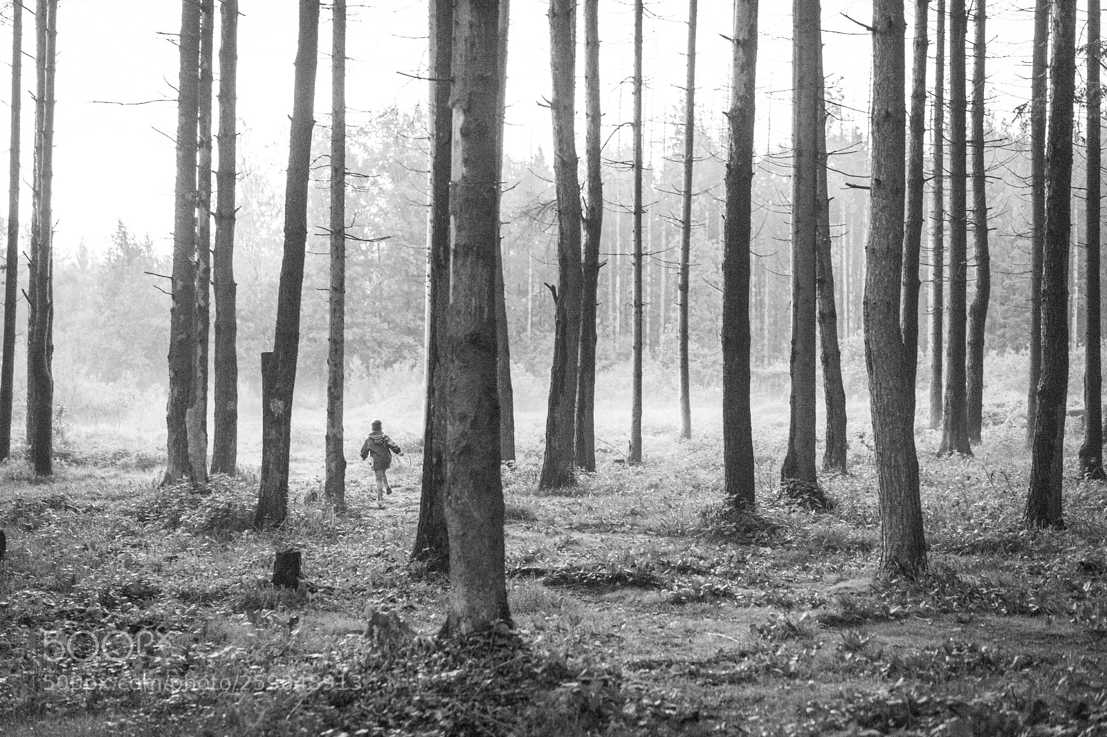 Sony a7 II sample photo. Among the trees photography