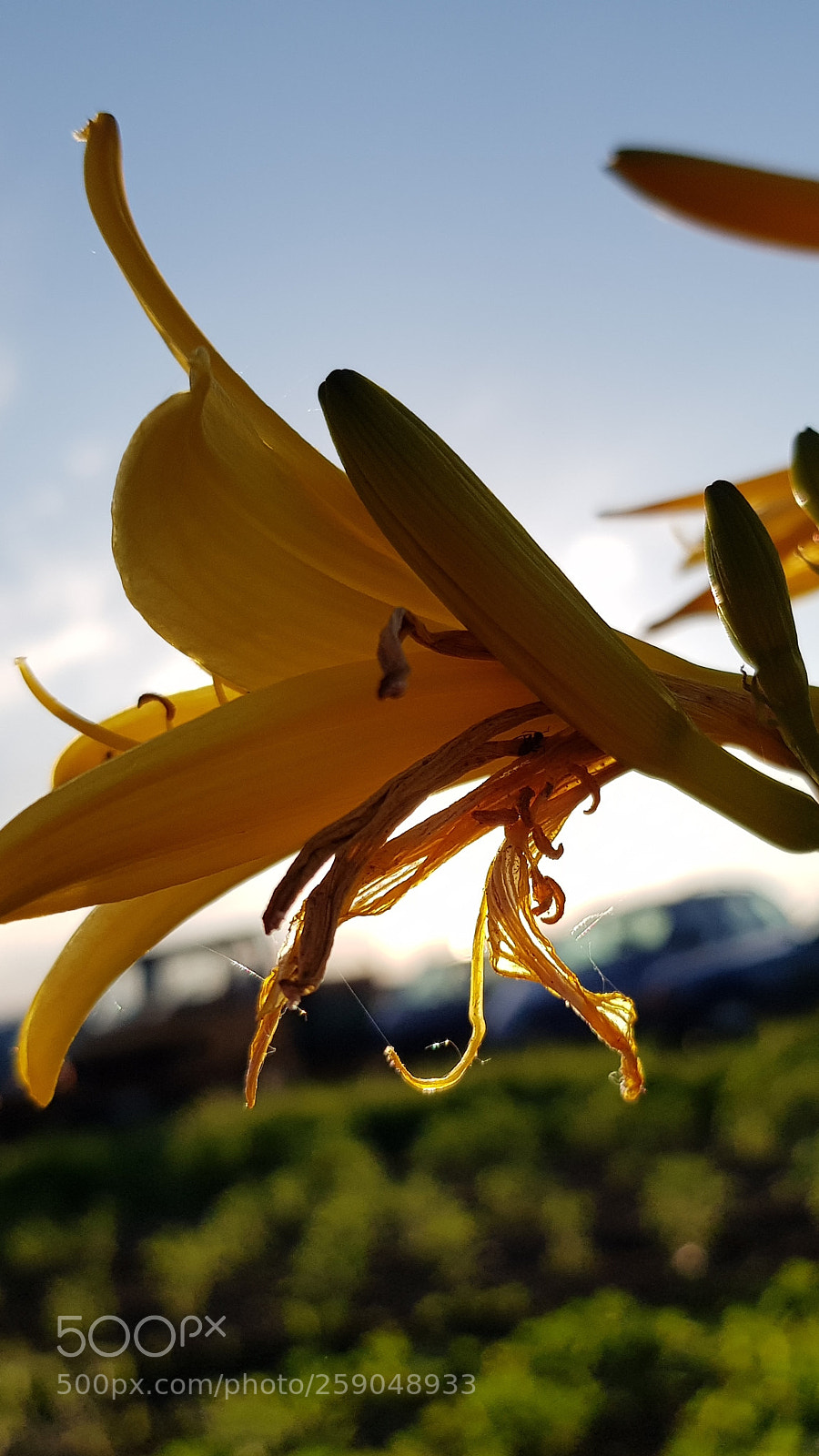 Samsung Galaxy S8 sample photo. Gold photography
