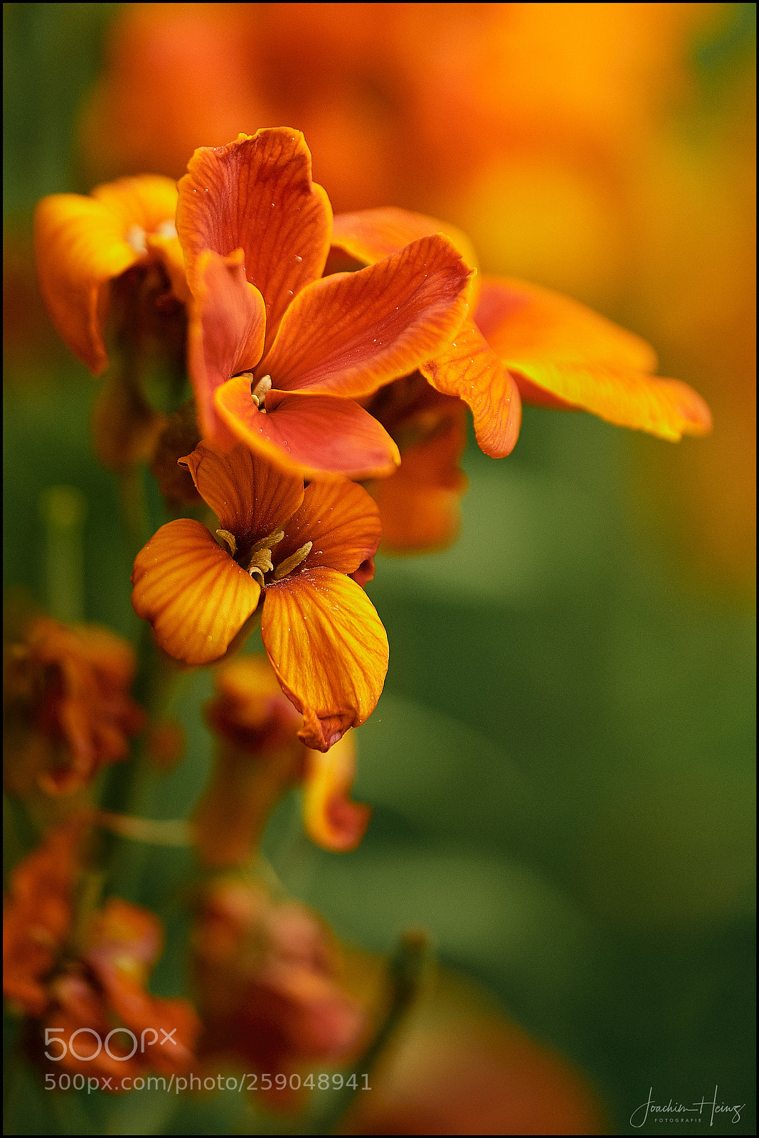 Fujifilm X-T2 sample photo. Wallflower photography