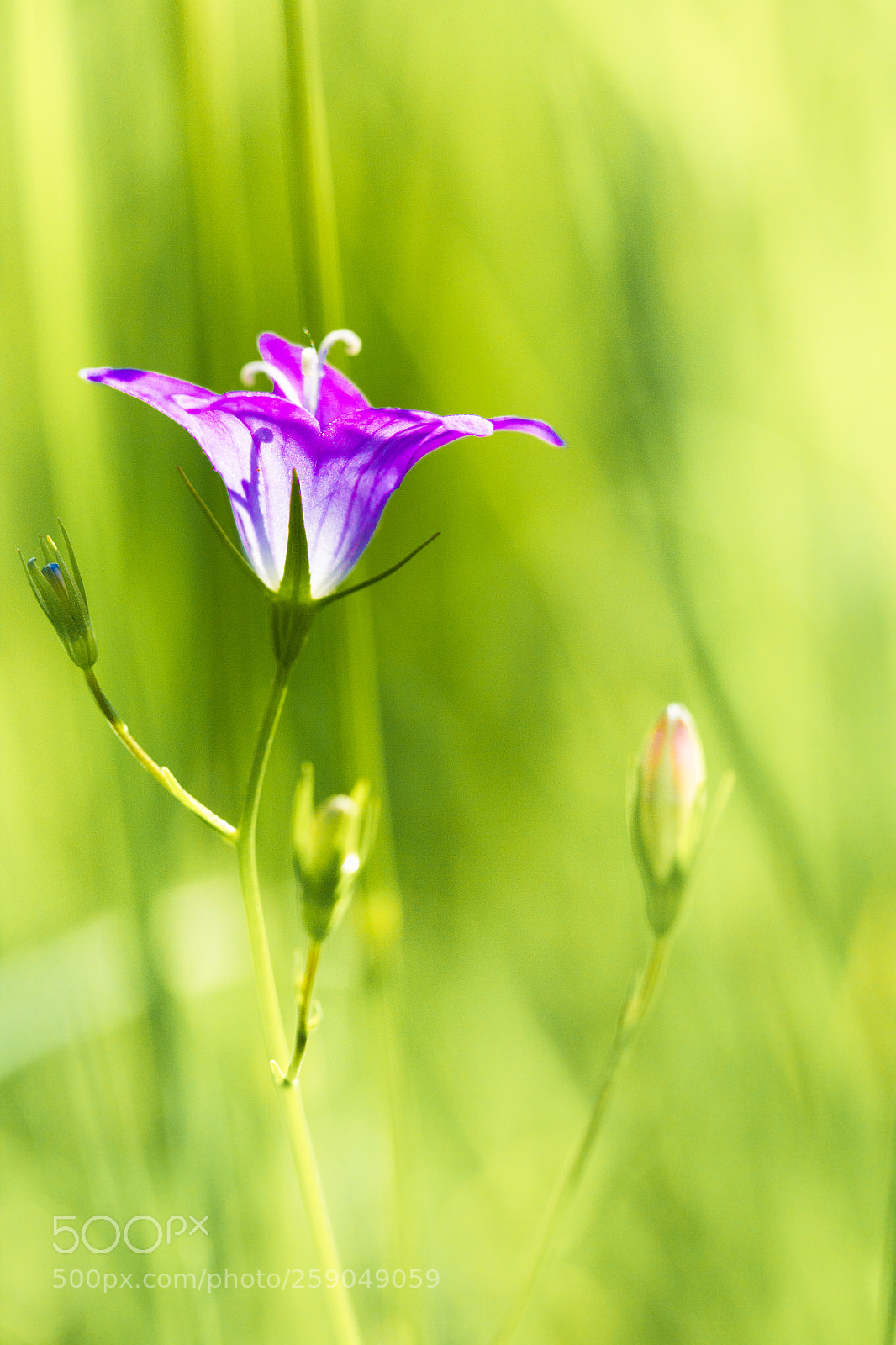 Canon EOS 600D (Rebel EOS T3i / EOS Kiss X5) sample photo. *bluebell* photography