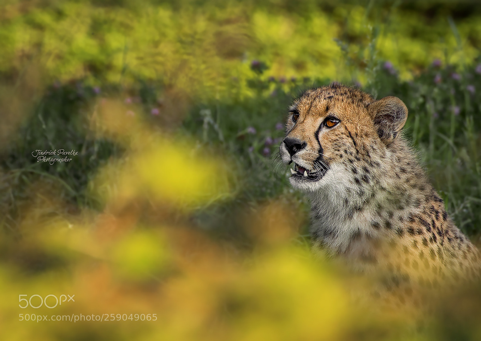Canon EOS 100D (EOS Rebel SL1 / EOS Kiss X7) sample photo. Cheetah (acinonyx jubatus) photography
