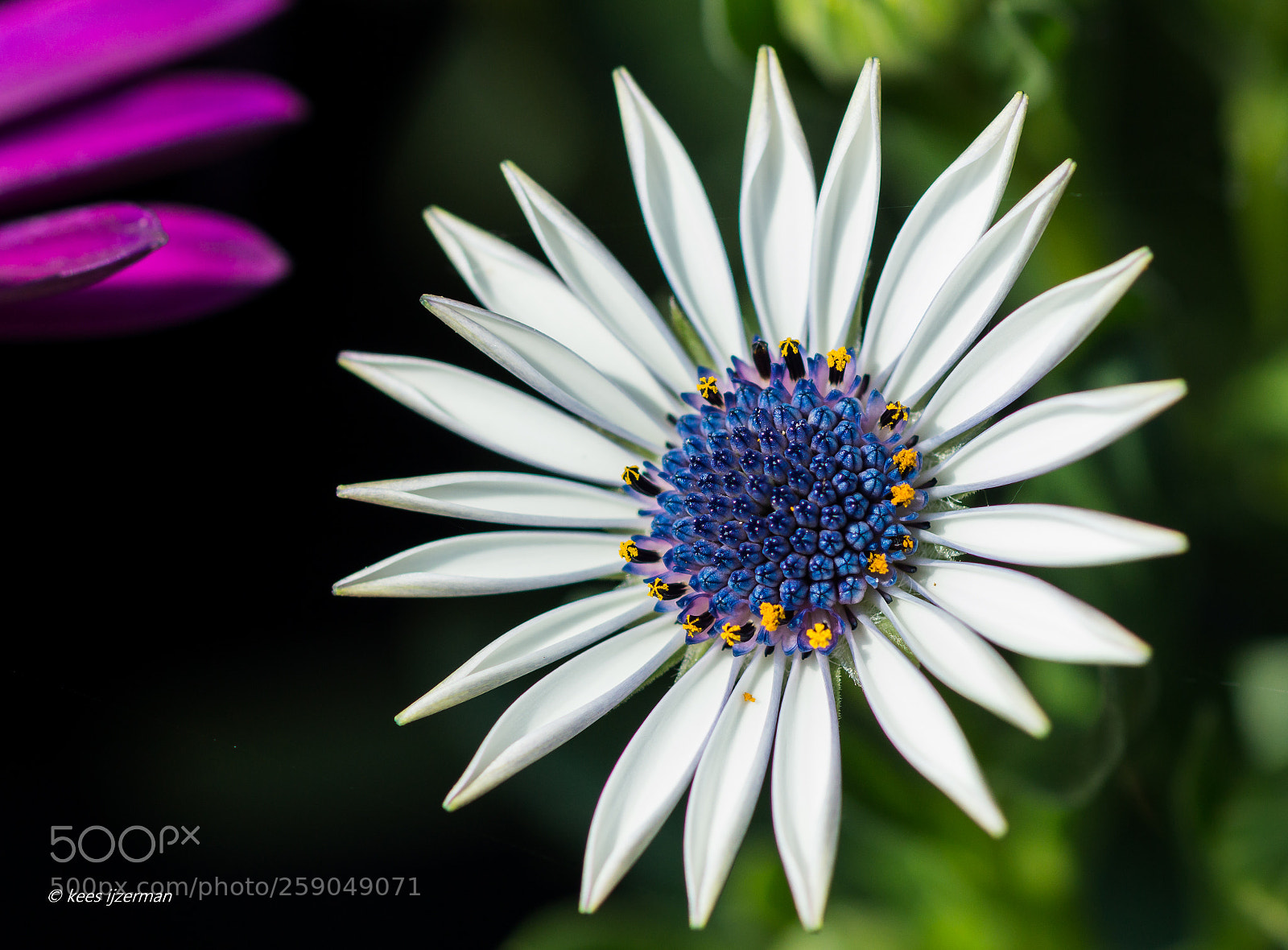 Sony SLT-A77 sample photo. Daisy. photography