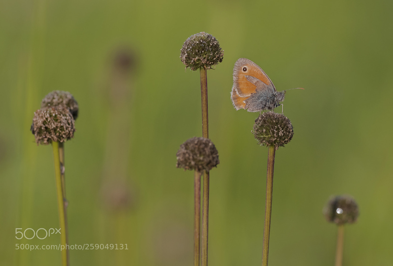 Nikon D810 sample photo. Old small heath photography