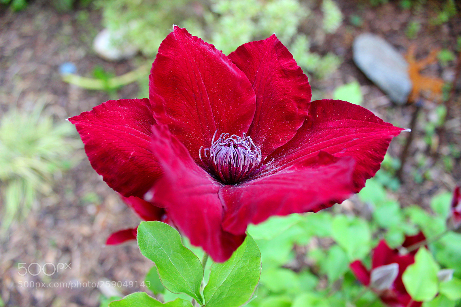 Canon EOS 600D (Rebel EOS T3i / EOS Kiss X5) sample photo. Img photography