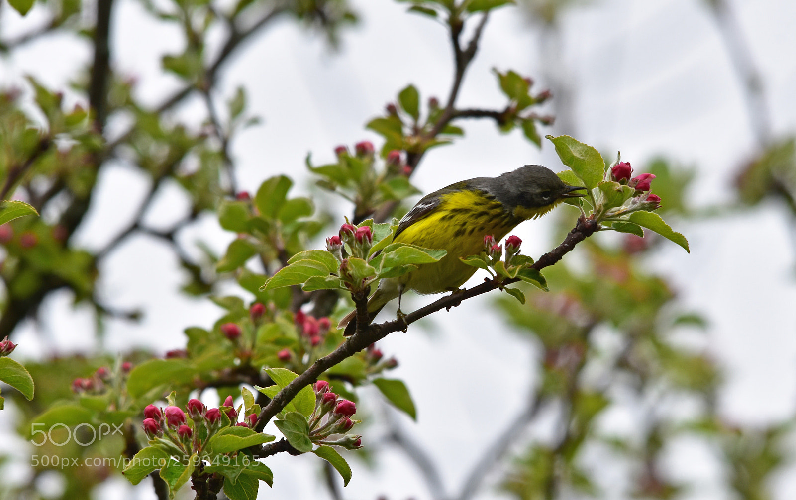 Nikon D7200 sample photo. “canada warbler” photography