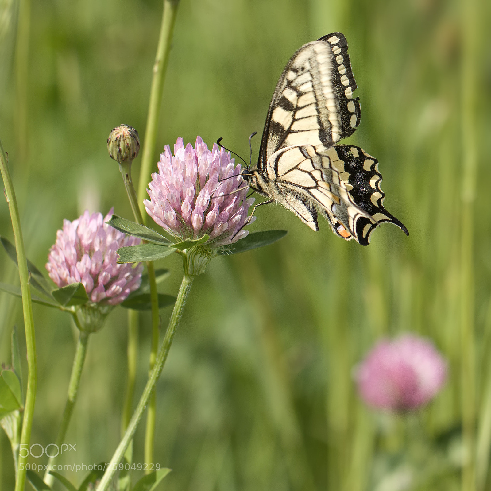 Canon EOS 7D Mark II sample photo. Ka photography