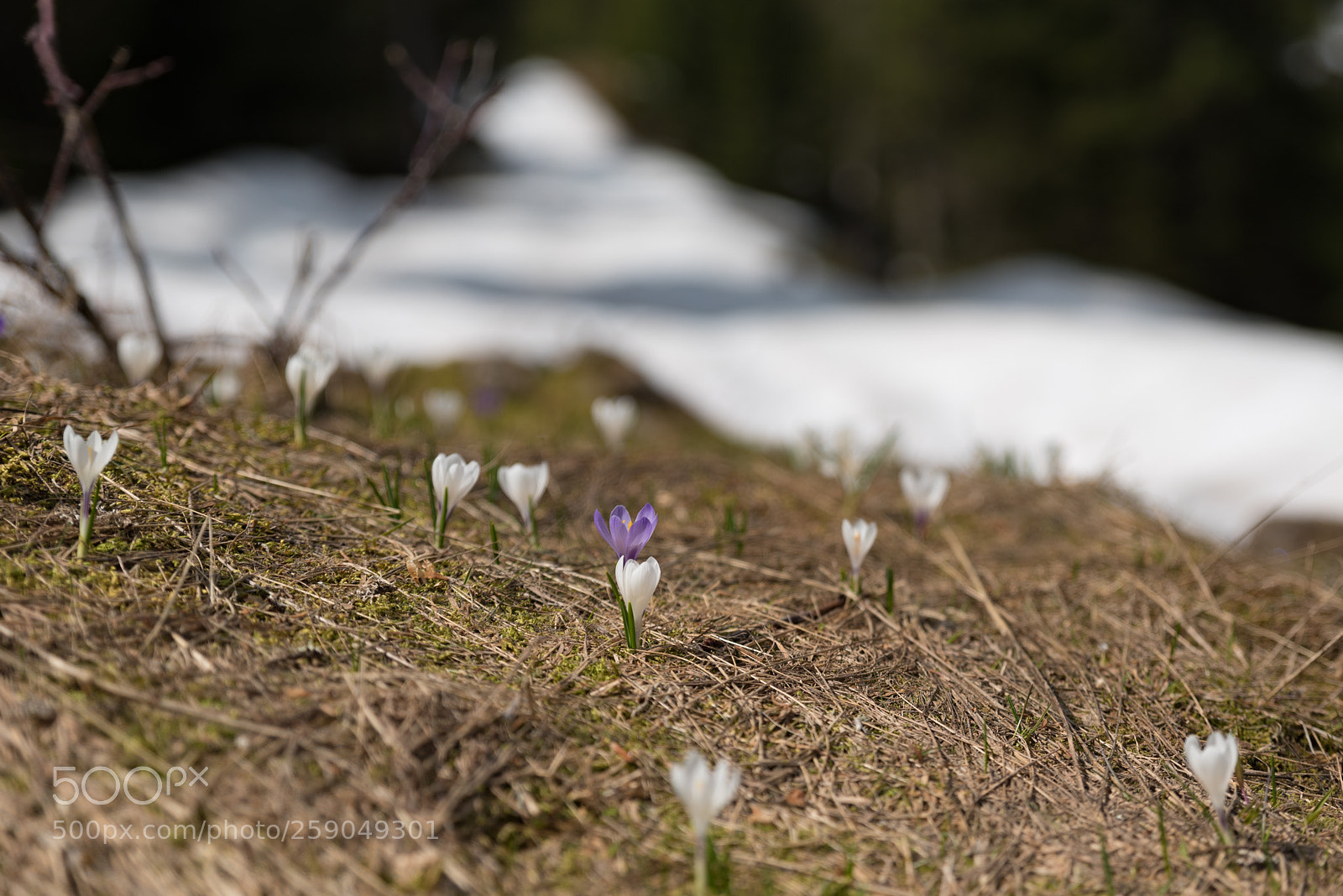 Nikon D750 sample photo. Crocus flower on a photography