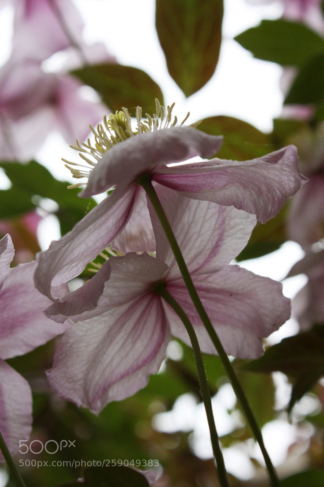 Canon EOS 450D (EOS Rebel XSi / EOS Kiss X2) sample photo. Clematis photography