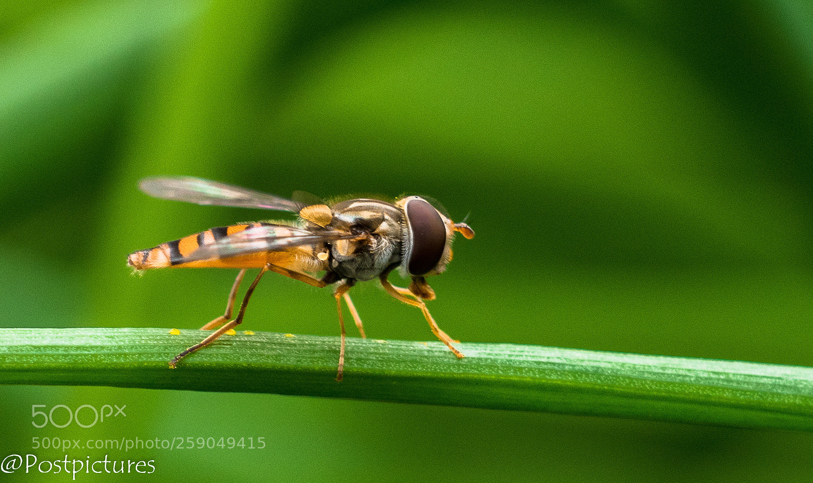 Nikon D5500 sample photo. Pyamazweefvlieg (episyrphus balteasus) photography
