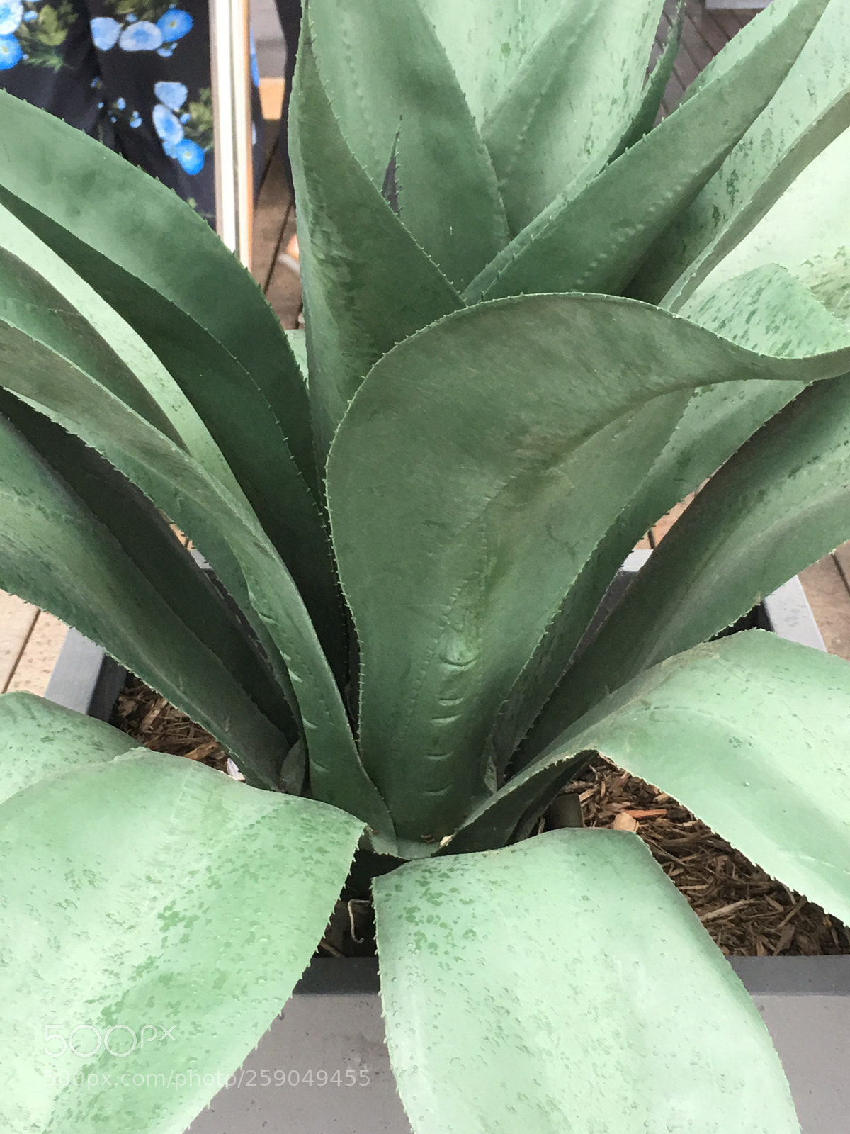 Apple iPhone 6s Plus sample photo. Plants
 photography